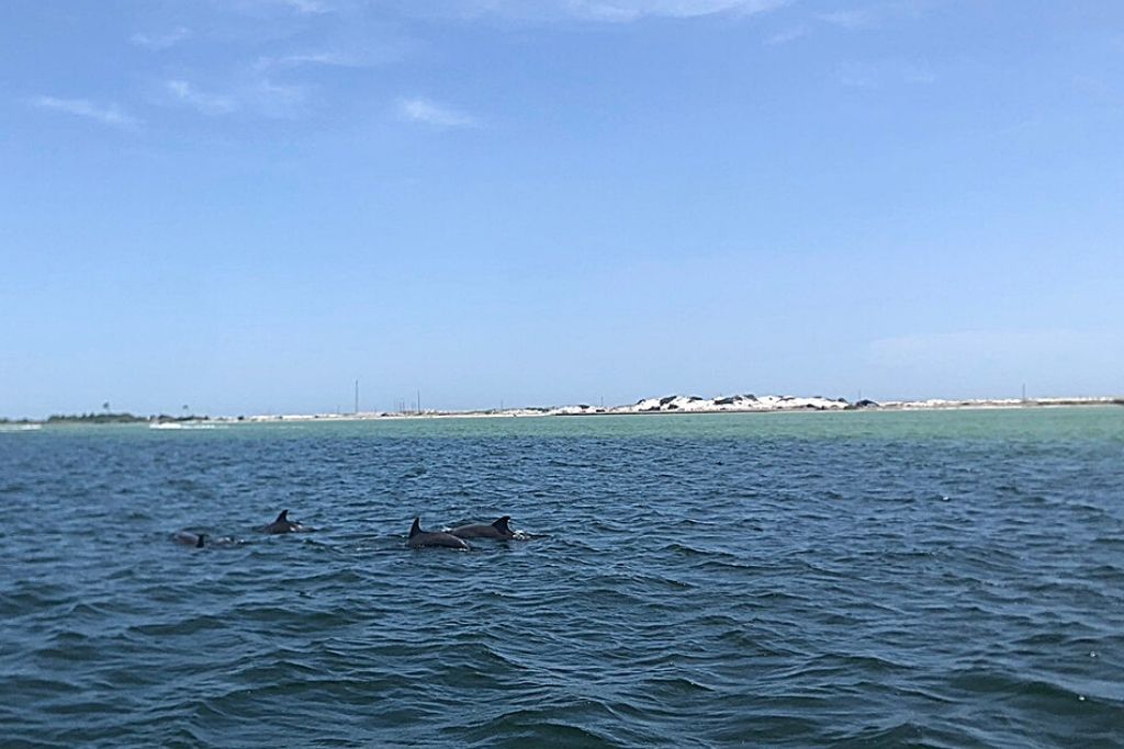 Destin's waters are filled with dolphins and other sea life!