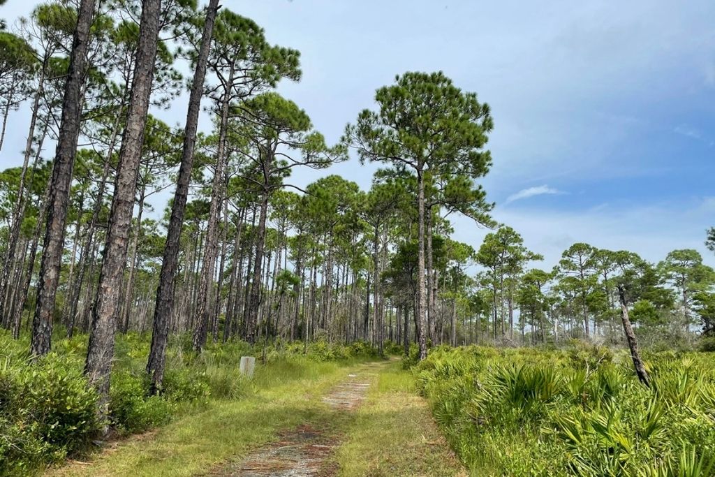 Topsail Hill Preserve State Park is a great place to get out in nature and explore while in the Miramar Beach area. 