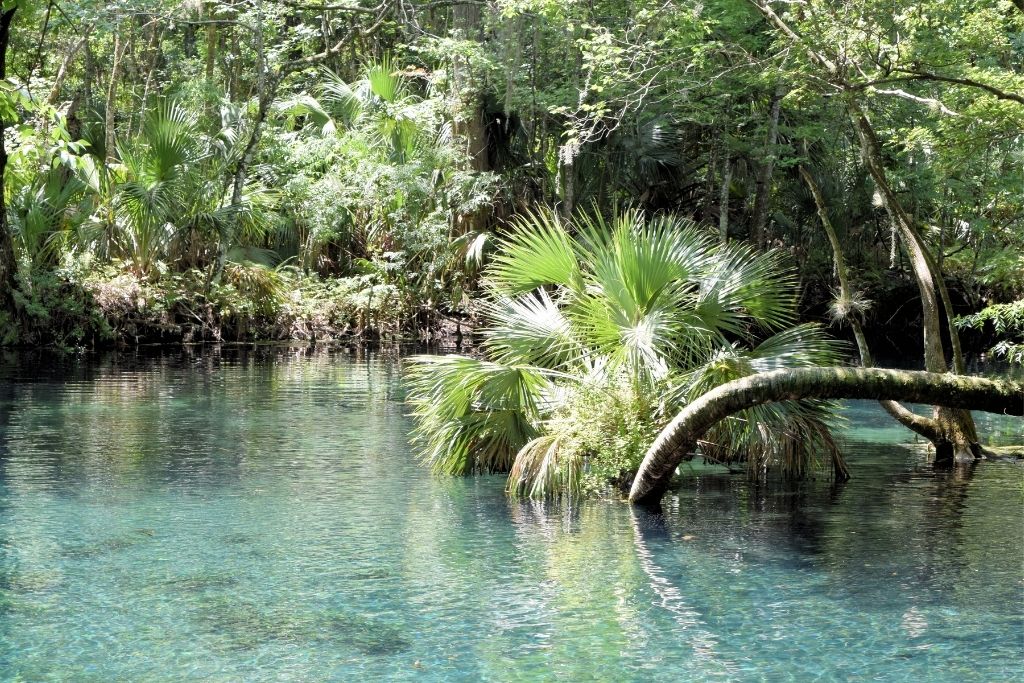 Silver Springs is Florida's first tourist attraction and a well-known state park