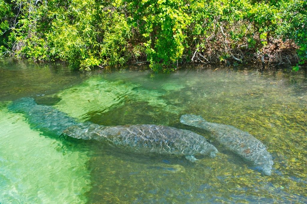 Weeki Wachee Springs is in Spring Hill, Florida and one of the most popular places to kayaking with manatees