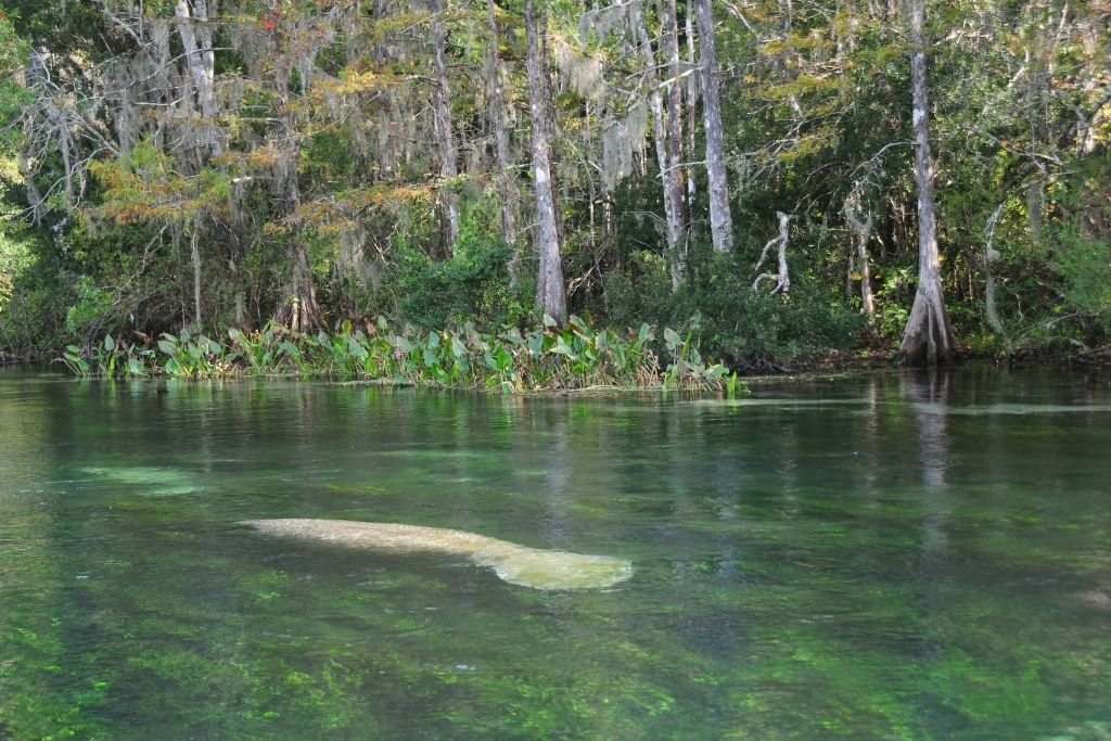 Wakulla Springs is located in Northwest Florida and is a popular place to see West Indian Manatees 