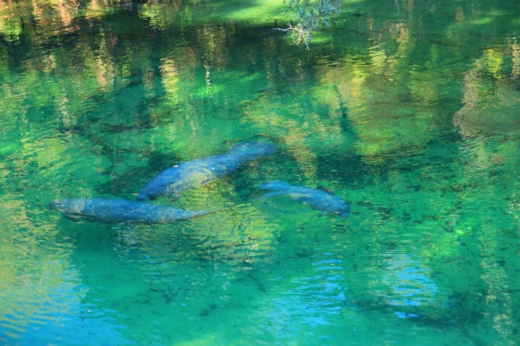 Blue Spring State Park is north of Orlando and a great place to see manatees in their habitat