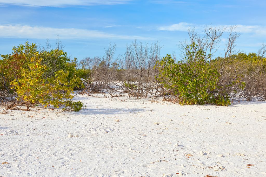 Honeymoon Island State Park is a nice place to escape the hustle and bustle and is one of the best things to do in the Clearwater Beach area