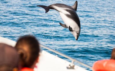 Highest Rated Sunset & Dolphin Cruises In Panama City Beach