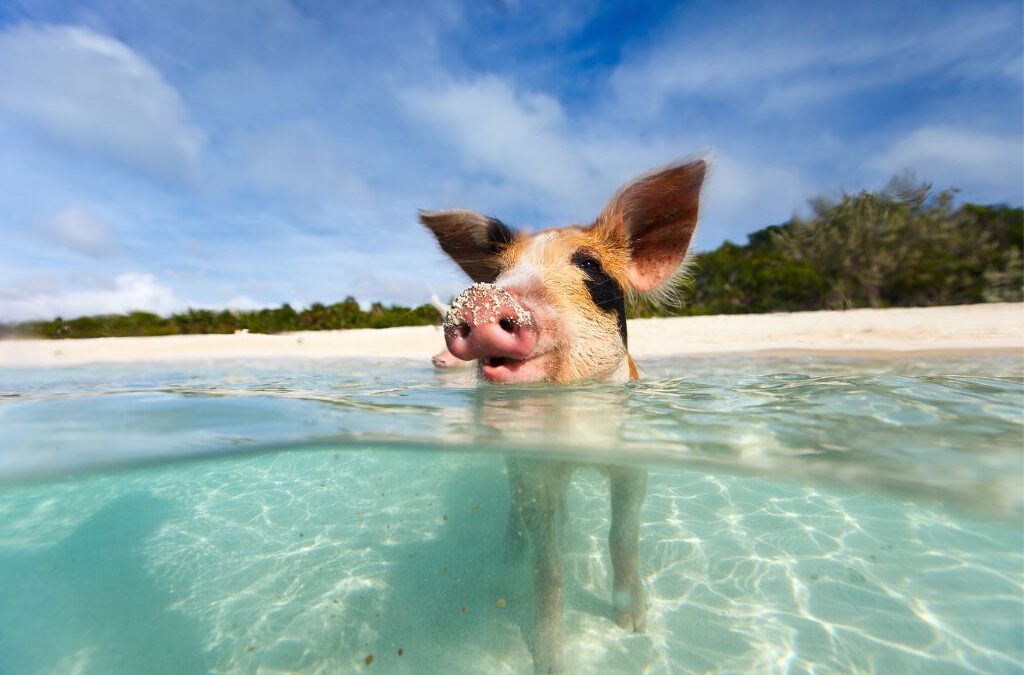 Swimming with pigs is one of the most popular and highest rated tours in Exuma!