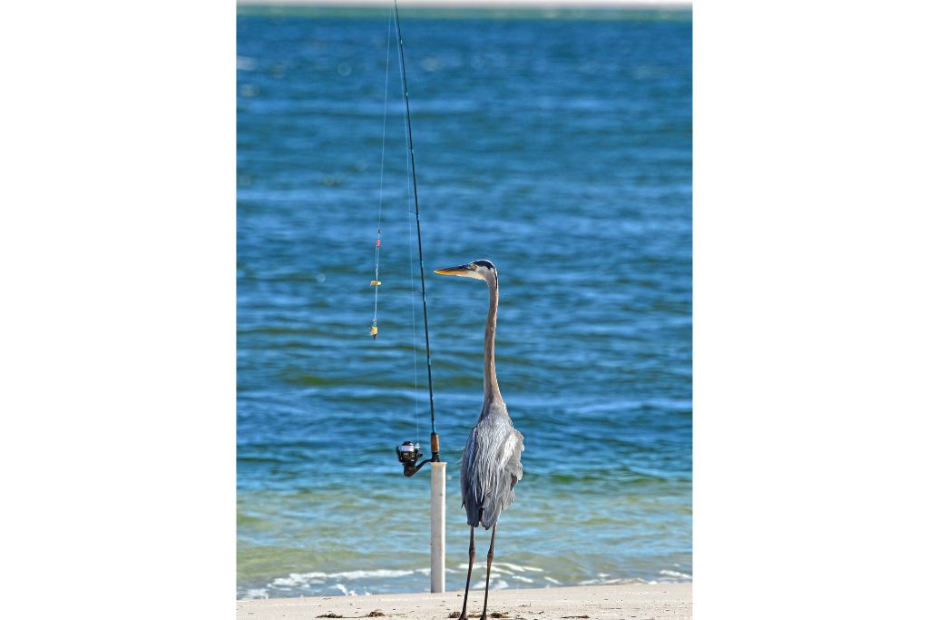 A variety of wildlife call Shell Island, Florida home including shorebirds, ghost crabs, loggerhead turtles, a large pod of resident bottlenose dolphins, and more.