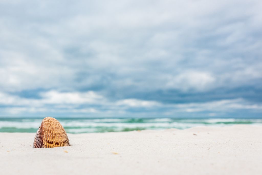 If you’re looking for a beautiful pristine beach in Florida where you can relax, spot wildlife, and spend time away from the huge crowds, consider a visit to Shell Island.