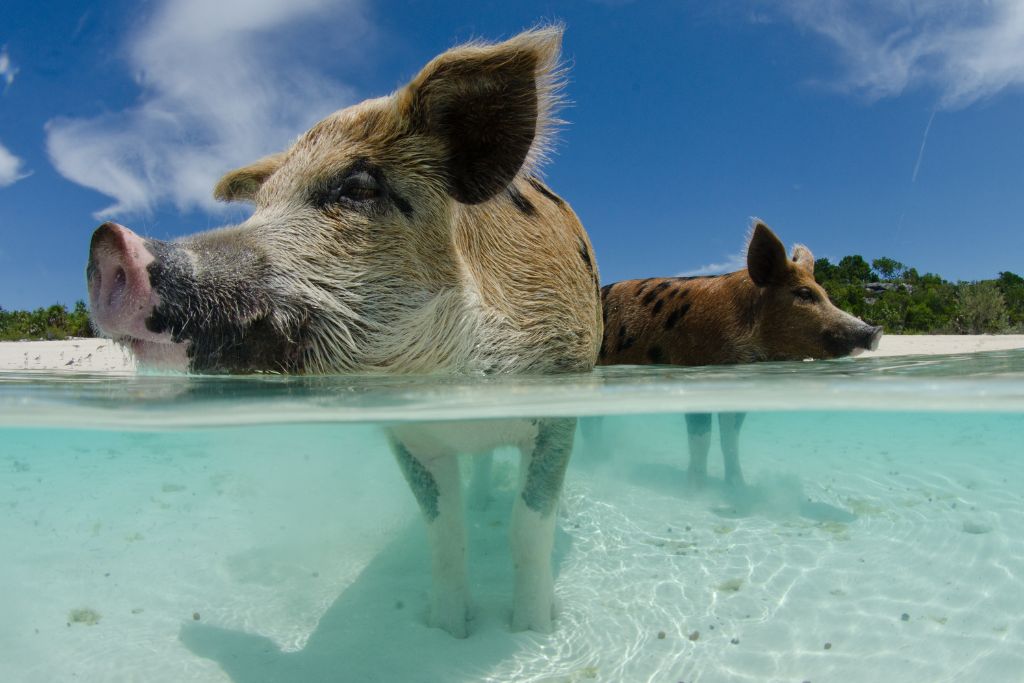 Pig Beach is located approximately 55 miles from George Town's Exuma International Airport (GGT). 