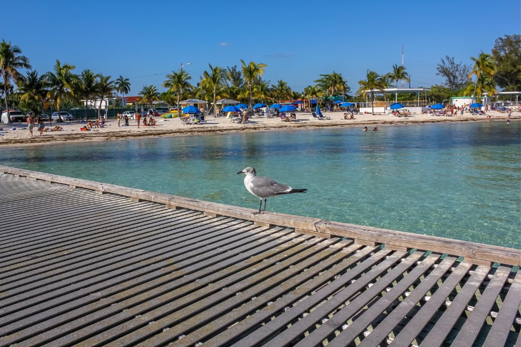 Talking about Things to do in Key West, there is every reason to believe that you can never be short of ideas in Higgs Memorial Beach Park. 