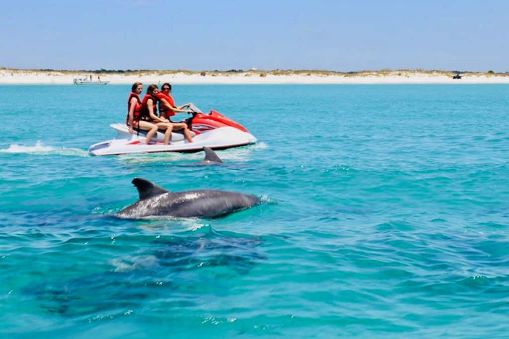 One of the best ways to see Florida’s marine life is by getting out on the water and searching for them