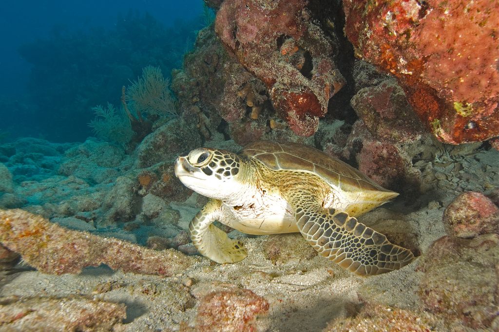 Key Largo is home to beautiful coral reefs, sparkling ocean water, and some of the best snorkeling in the state.