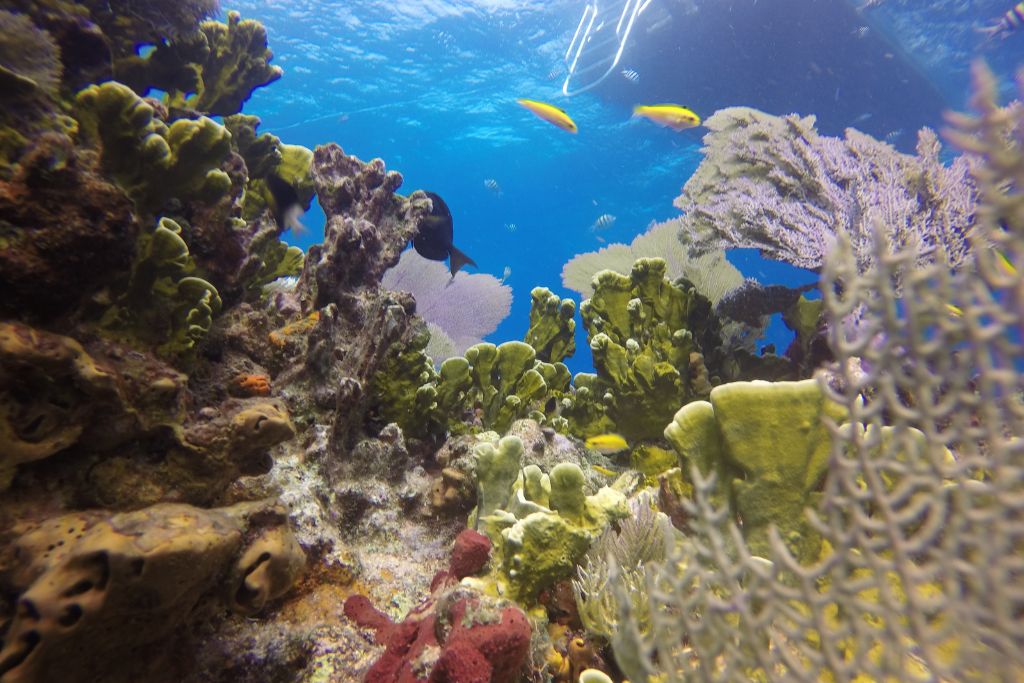 If you’re looking to spend a bit of time away from the crowds, then check out this small group private snorkeling trip.