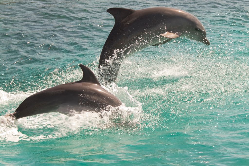 Explore the beautiful area from a 25-foot boat, swim in the luscious waters, sunbathe, and seek out dolphins.