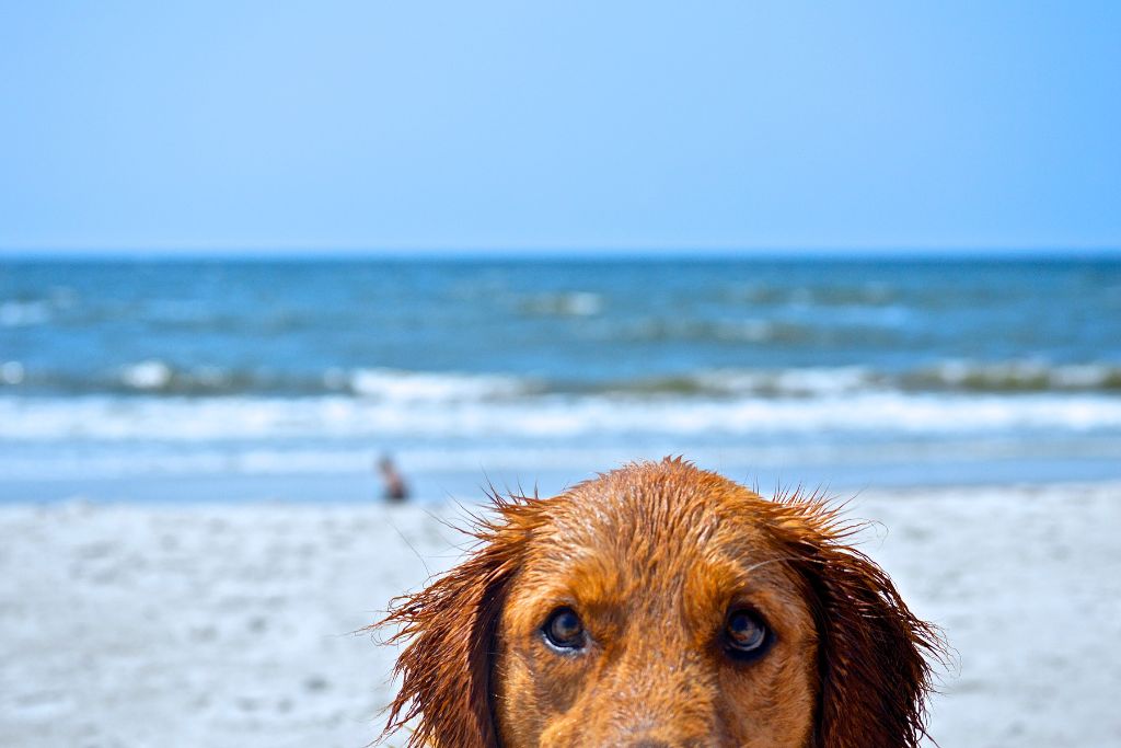 Several beaches in Miami are pet friendly and welcome your furry family<br />
members.