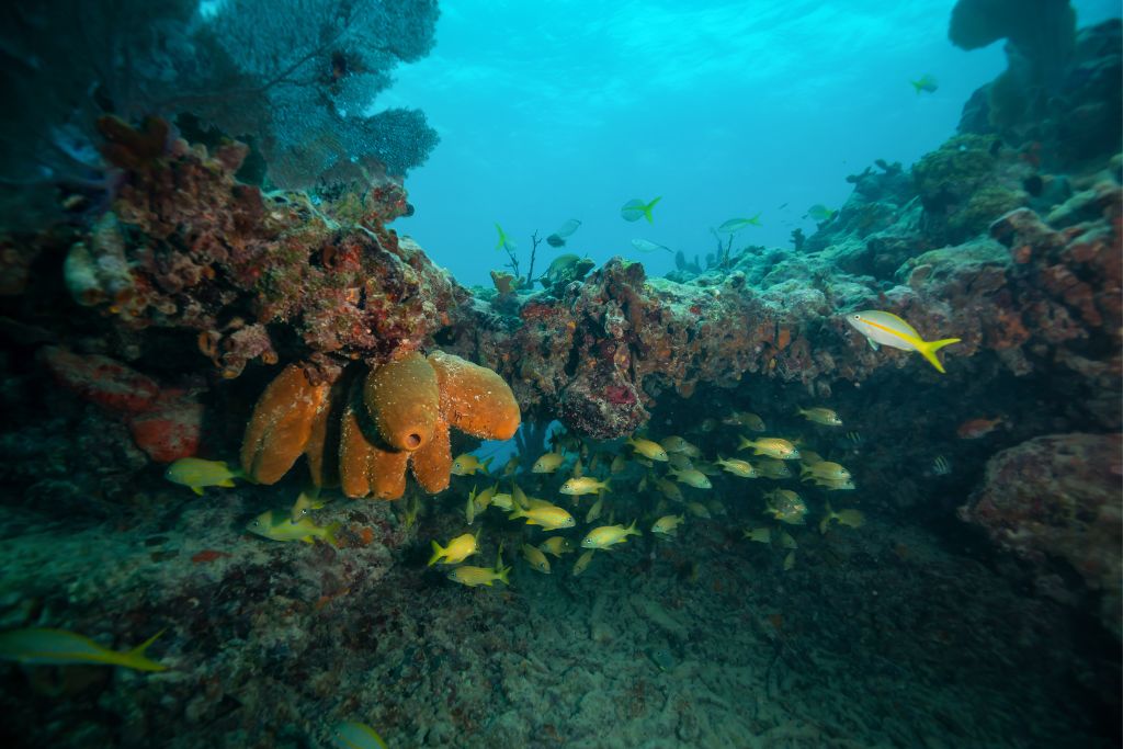 With vibrant coral reefs, hundreds of varieties of fish and marine life, and warm weather year-round, Key West is the perfect place to strap on a snorkel and dive under the water.