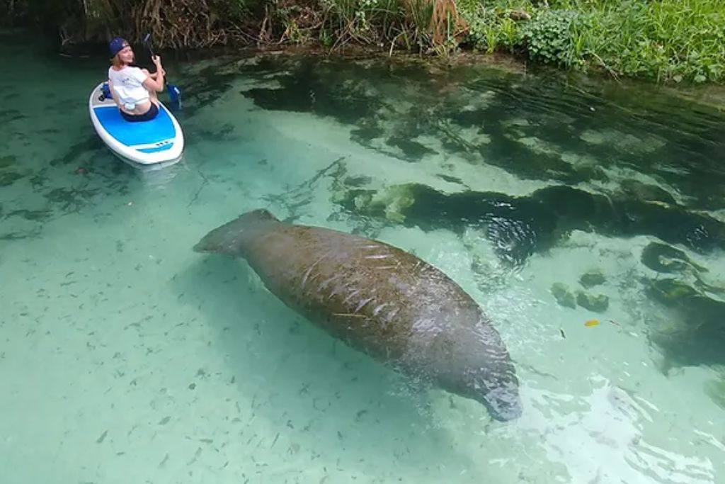 If you’re a nature lover, this kayaking tour in the Miami area will be the perfect choice for you.