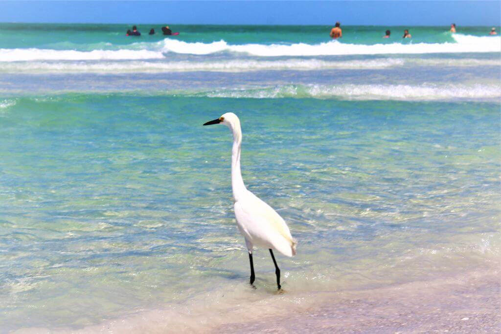 Photo of a snowy egret bird in a beach in Florida.