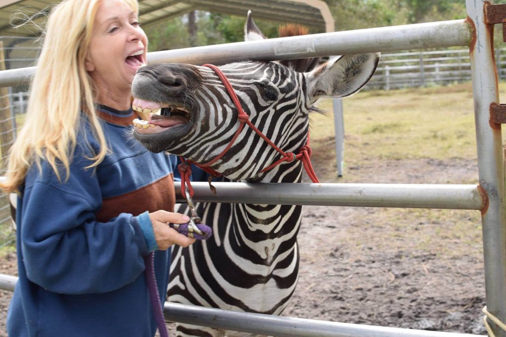As you make your way out of Orlando, you’ll head past the Exotic Animal Experience, right on the outskirts of town.