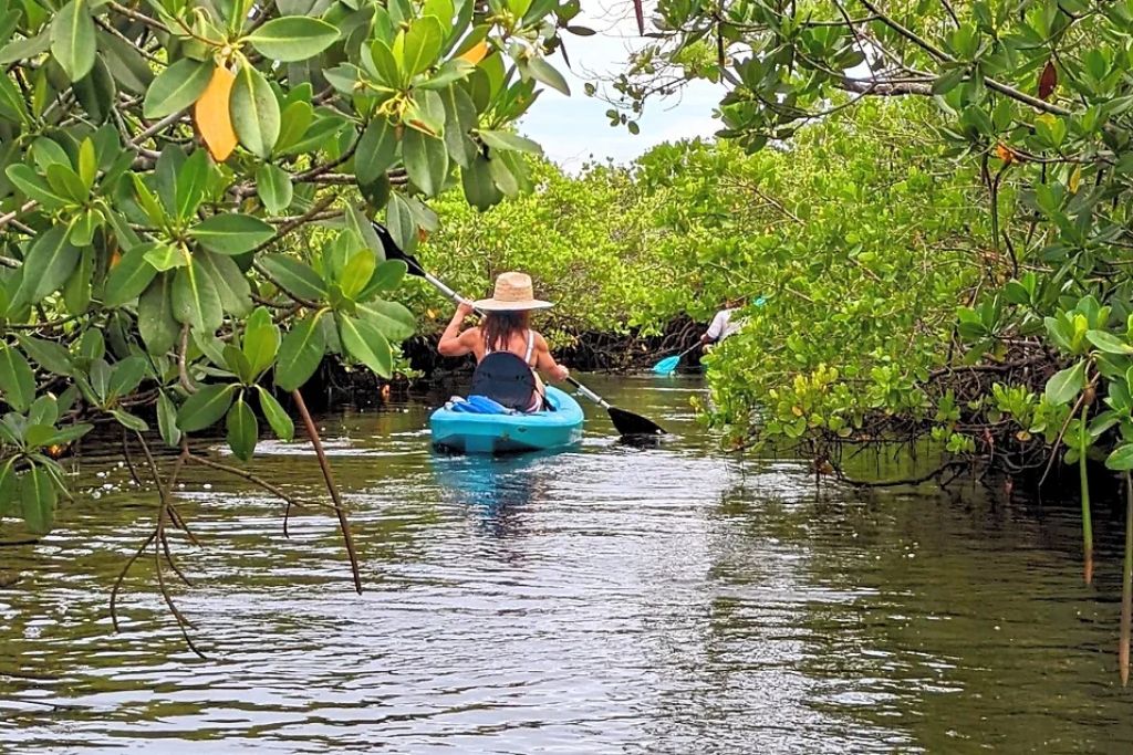 Paddle a kayak on the Anclote River through mangroves while looking for wildlife.  Enjoy the peaceful waters while drifting on the river.