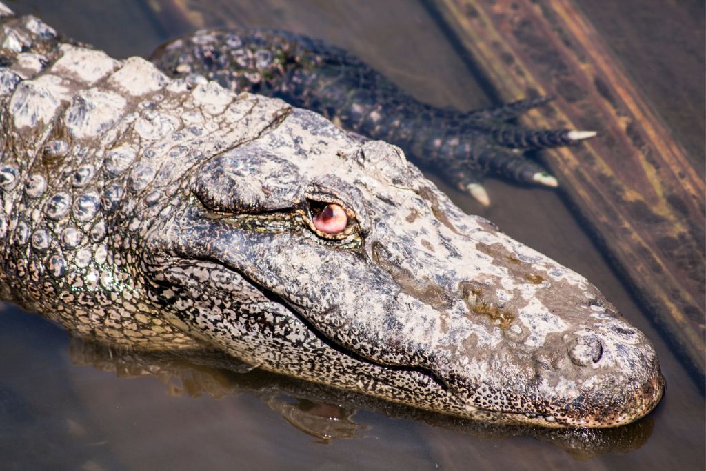 Just south of Orlando is Gatorland -- a 110-acre theme park and wildlife preserve with plenty of Old Florida charm.