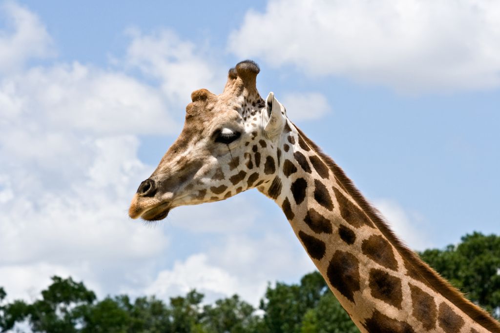The award-winning Tampa Zoo features more than 1300 animals. 