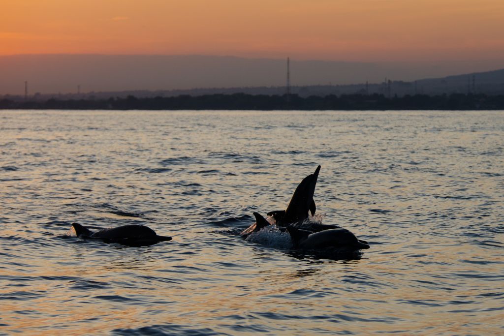 Dolphin Cruises In Cocoa Beach FAQ's