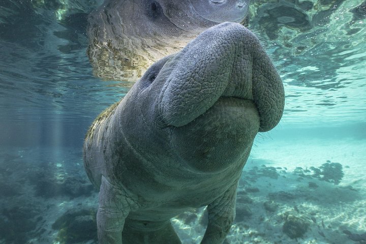 Manatees are very abundant in these waters. You'll likely witness these curious gentle giants sunning themselves in the shallows of the groves or gliding past you in the waterways.