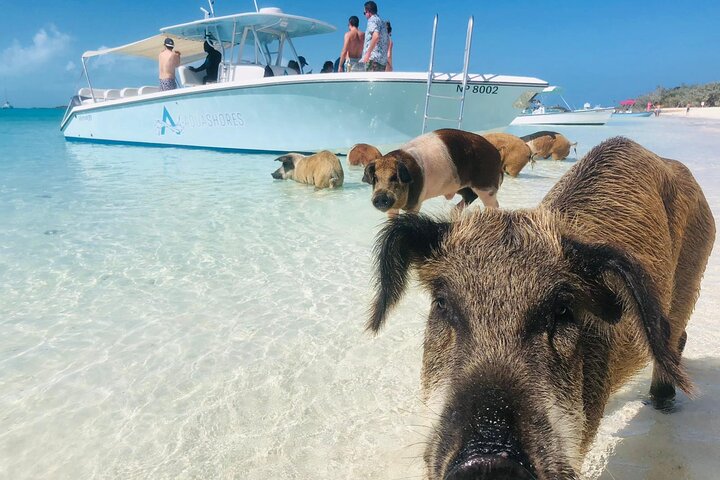 Explore the wildlife, enjoy delicious food, and take in the views along the way at Exuma Powerboat Tour From Nassau.