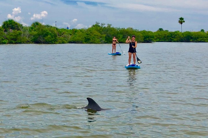 Paddle with manatees and dolphins near Merritt Island on this tour in the Banana River Aquatic Preserve.
