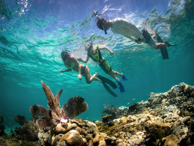 During the snorkeling portion of the tour, there is a possibility of encountering different species of sharks, including nurse sharks and lemon sharks.