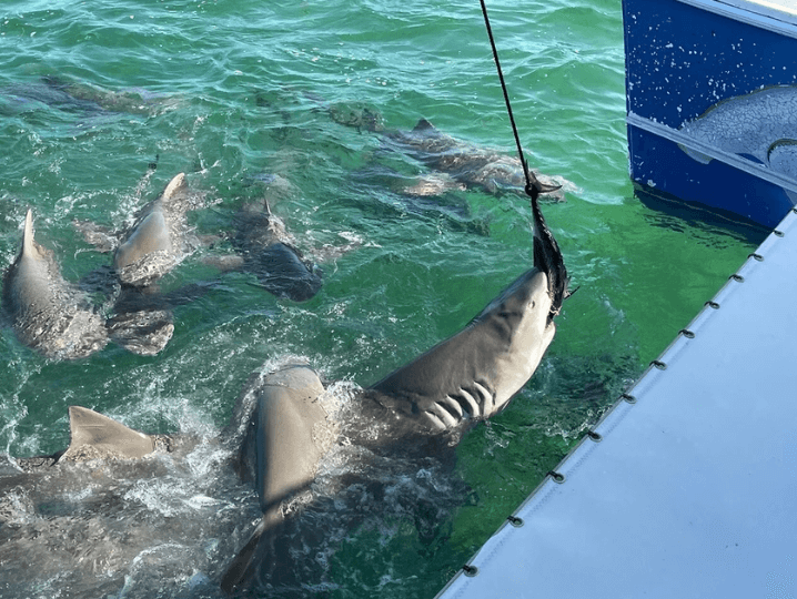 If you’re on the hunt for sharks during your visit to the Florida Keys, then you need to book this tour, where you’ll get to be up close and personal with these sea predators.