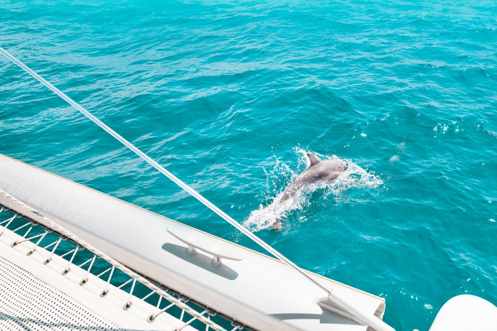 If you're visiting Cocoa Beach for a week or just a day, be sure to book one of the wildlife or dolphin cruise tours.