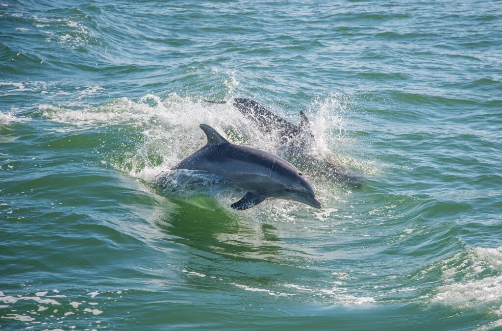 Embarking on one of the best dolphin tours in Daytona Beach will give you the amazing opportunity to see Florida’s wildlife up close.