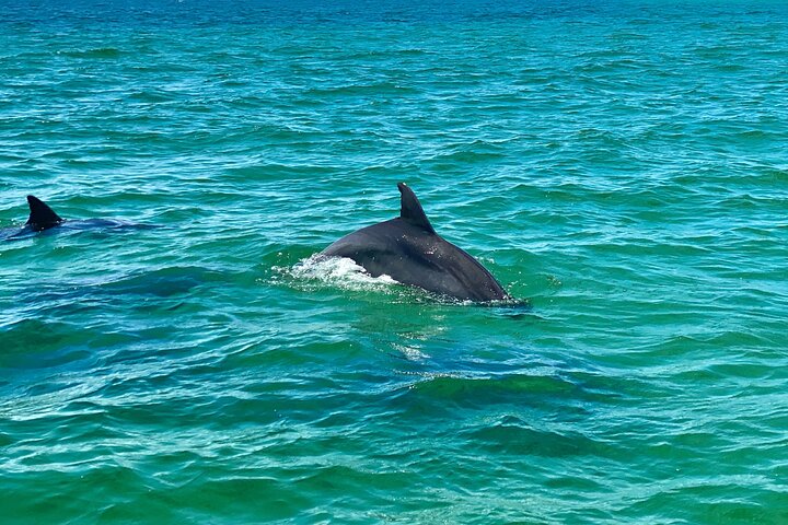 You're sure to have a "mer-mazing" time on the water on this two hour dolphin cruise around Pensacola Beach!