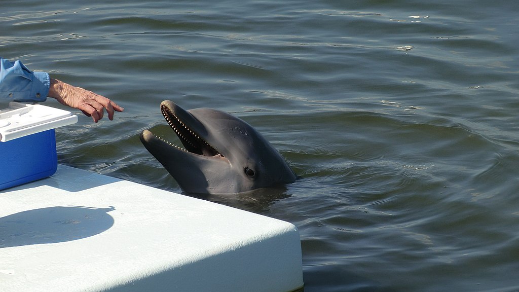 Dolphin-Research-Center at Grassy Key, Florida 