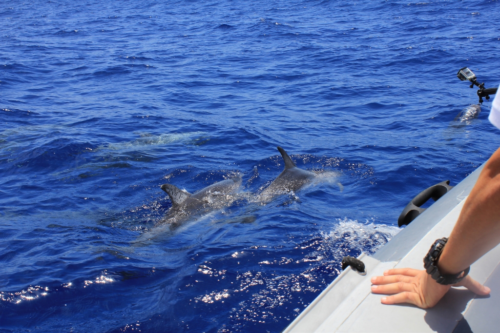up-close with the dolphins in a dolphin watching cruise