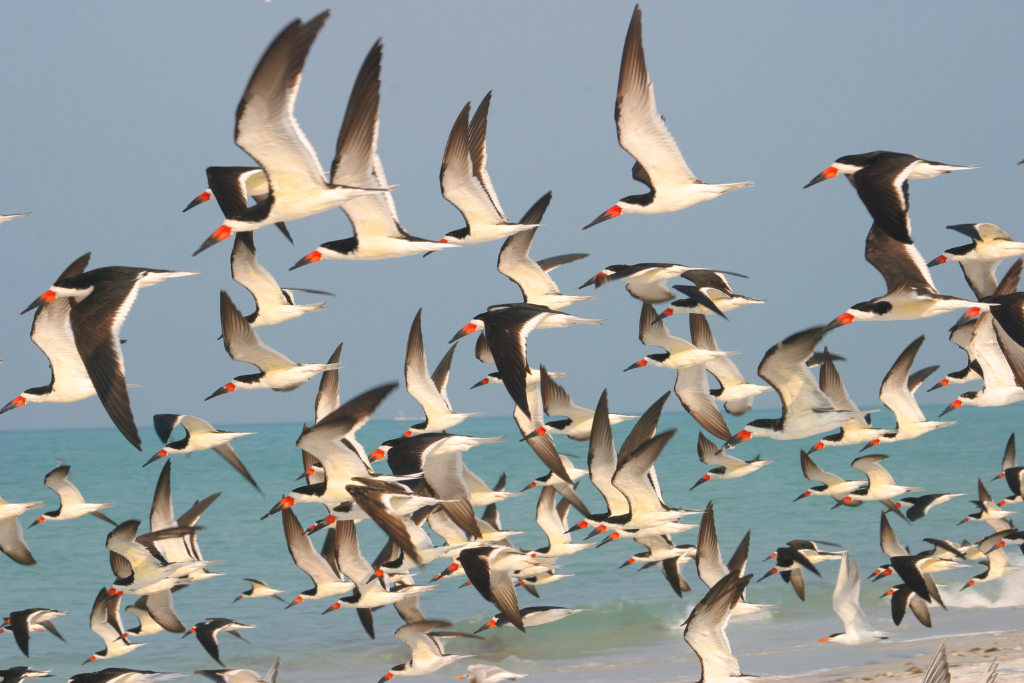Flock of birds in Anna Maria Island