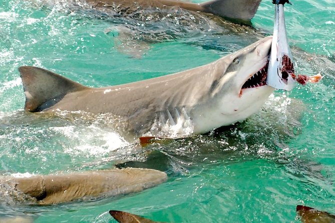 Feeding Sharks in a Shark and Wildlife tour in Key West