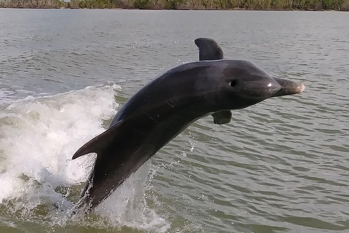 Experience the Marco Island Dolphin, Birding, and Shelling Tour in the serene refuge of Florida's Ten Thousand Islands. 