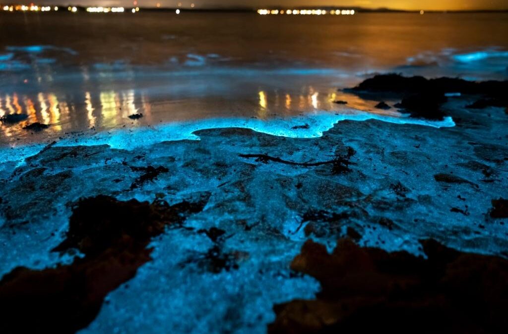 Cocoa Beach Bioluminescence Tours