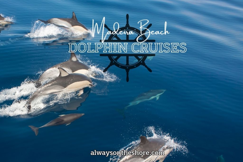 Madeira Beaches Dolphin Cruises in Florida