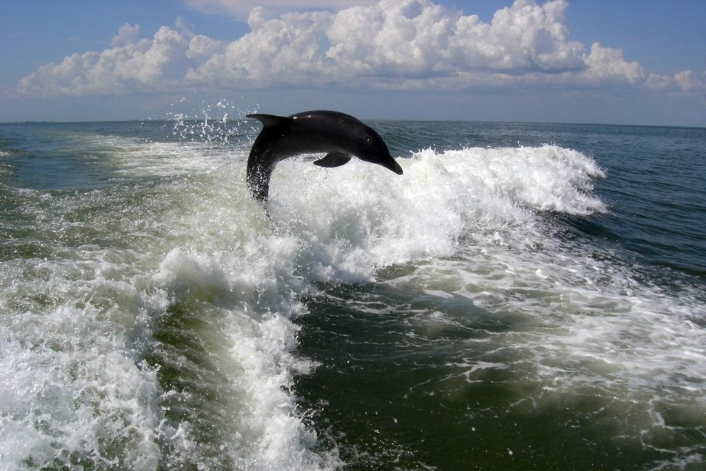 Dolphin in the coast of Florida