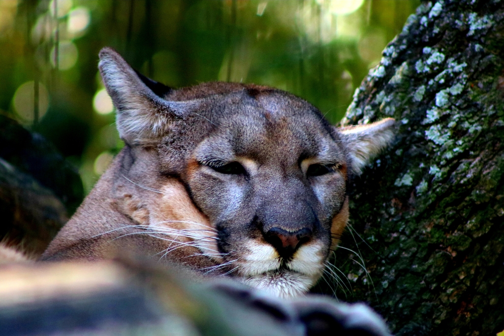 Explore the Florida Panther National Wildlife Refuge. The panthers themselves are elusive and hard to spot, but you might get lucky.