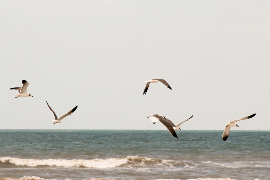 5 seagulls in flight feeding in Jacksonville Beach in Florida