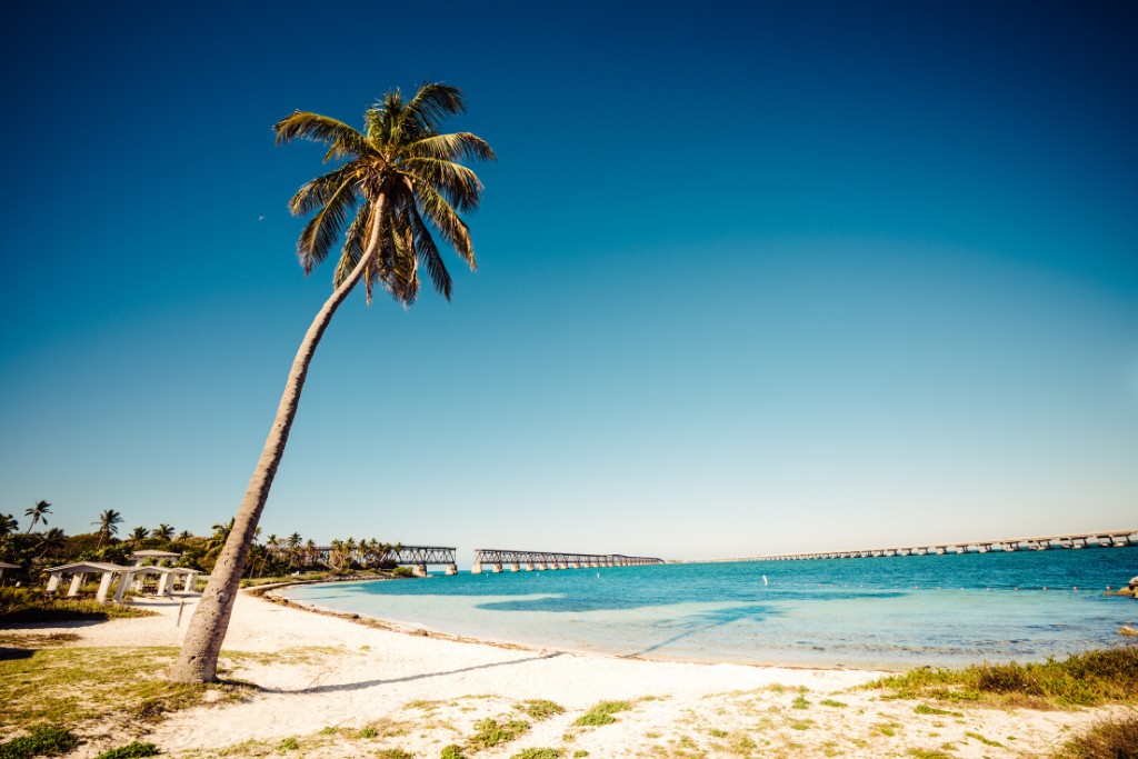 a palm tree and panoramic beach scene at Bahia Honda State Park