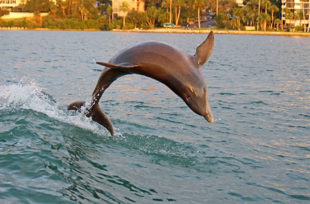 A dolphin leaps gracefully out of the water near the shoreline in Clearwater, Florida, with buildings and palm trees visible in the background.