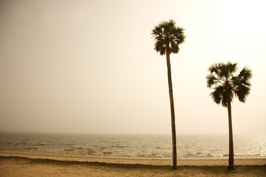 palm trees silhouette on the foggy beach of Keaton Beach in Florida USA