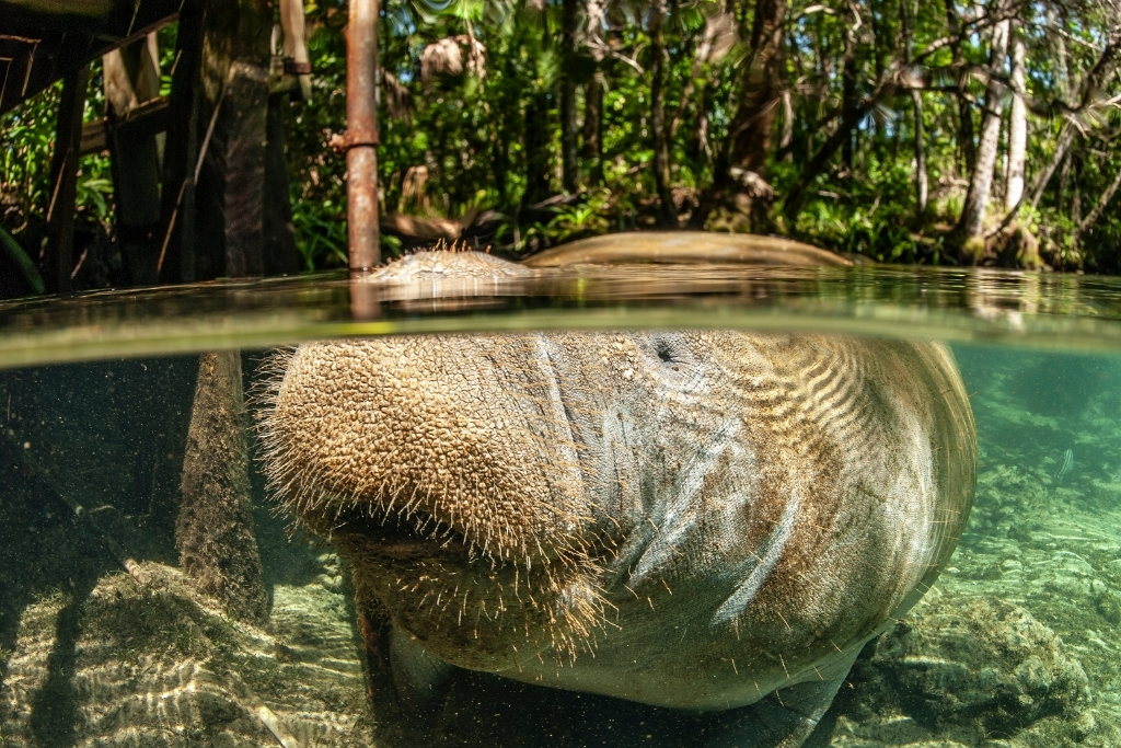 West Indian Florida manatee over and underwater photo at Crystal River Florida