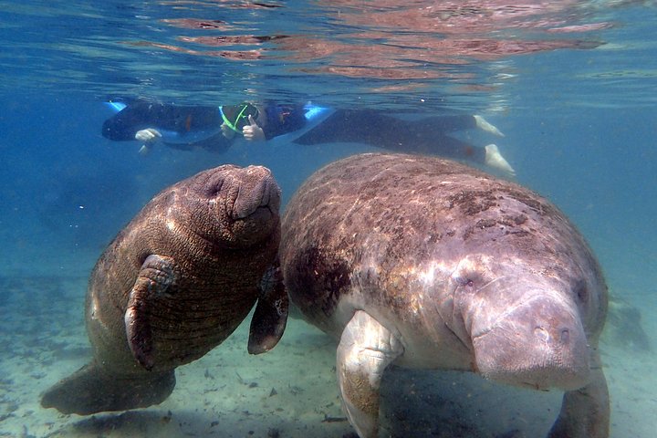 2 divers swimming with 2 Florida manatees underwater in Crystal River, Florida, USA during a Guided Snorkel and Manatee tour