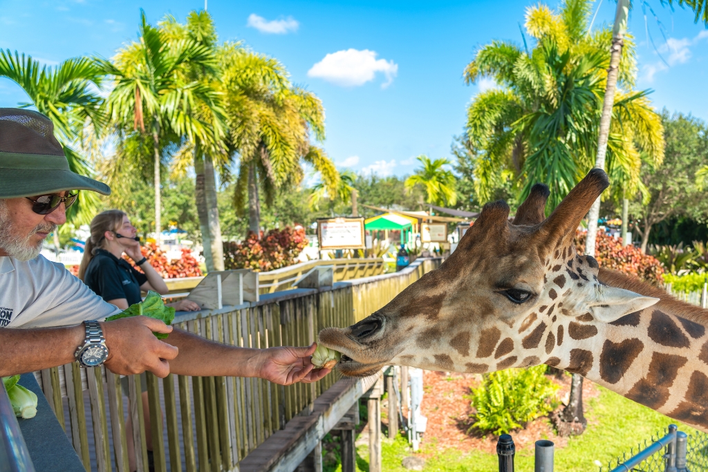 Man feeding a giraffe in a zoo in Lion Country Safari Park West Palm Beach